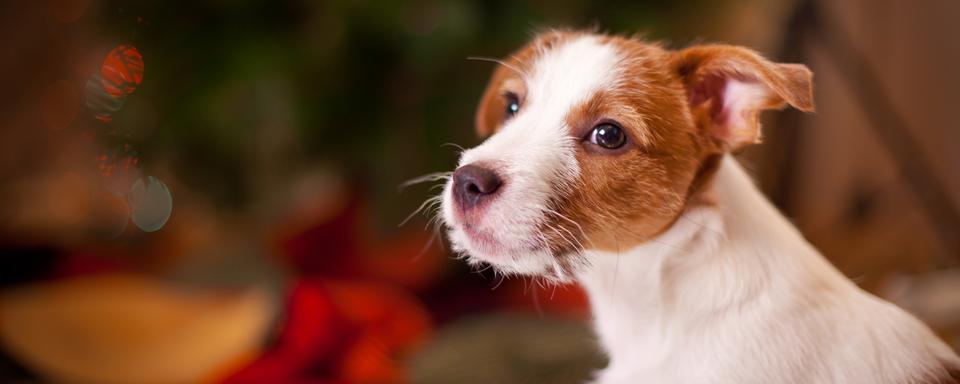 Ne jamais offrir un chien (ou un chat) à Noël! [Fotolia - averyanova]