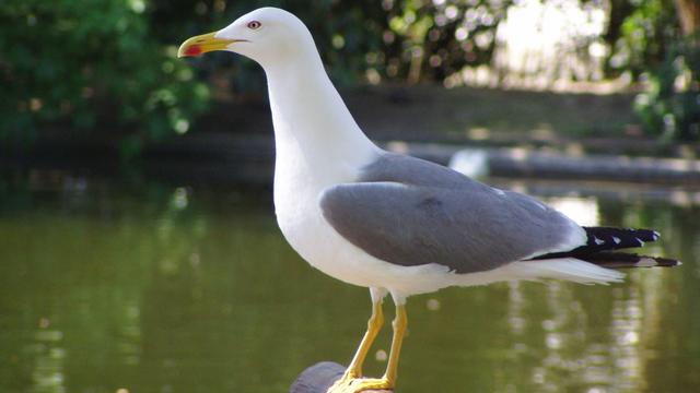 Un goéland leucophée (larus michahellis). [CC BY-SA 3.0/Wikimédia - Júlio Reis]