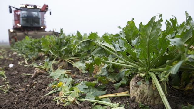 L'avenir de la betterave sucrière en Suisse pourrait être compromis. [Keystone - Peter Klaunzer]