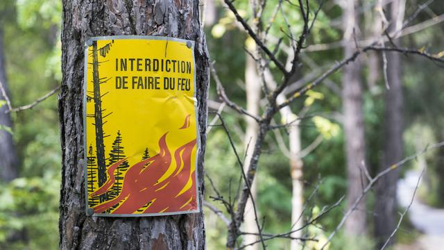 L'ensemble des forêts du pied du Jura, du canton de Vaud à Bâle, sont touchées par la sécheresse. [Keystone - Dominic Steinmann]