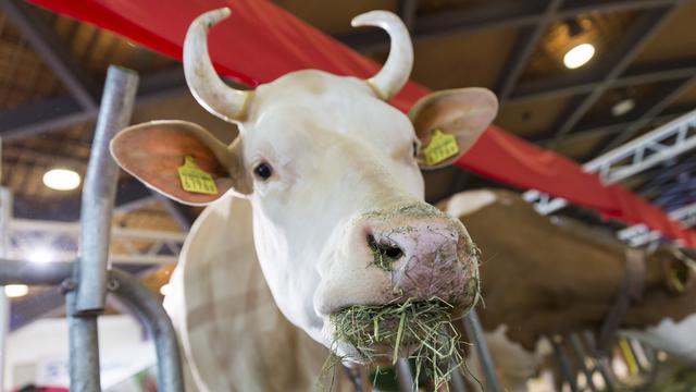 Le grand concours bovin Swiss Expo avait attiré 24'000 visiteurs en 2019 à Lausanne. [Keystone - Cyril Zingaro]