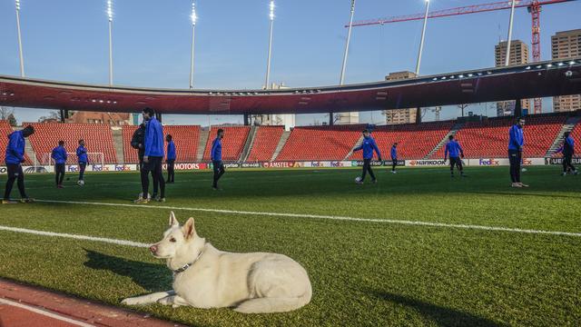 Kookie, le chien du président zurichois Ancillo Canepa, a assisté aux derniers préparatifs du FCZ. [Andy Mueller]