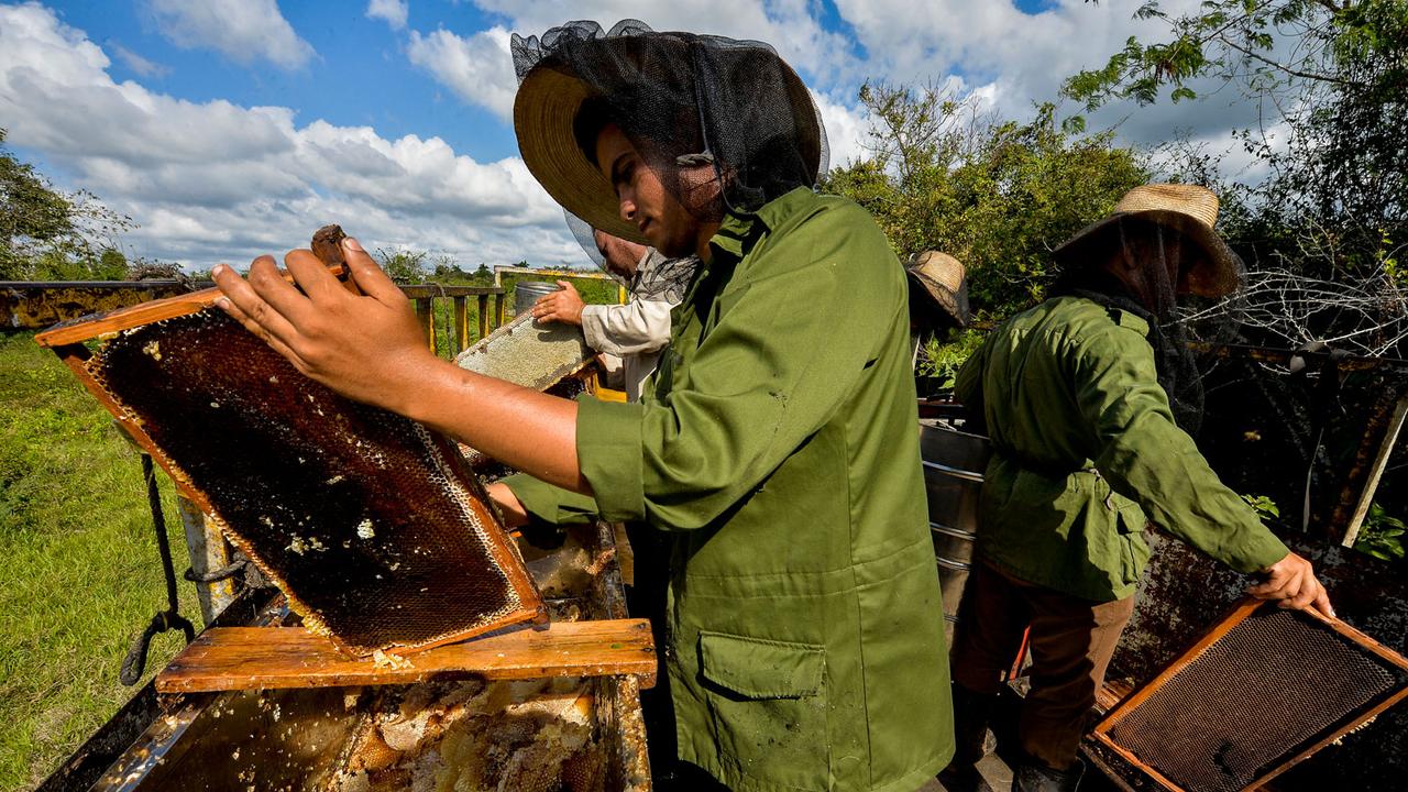 Les apiculteurs cubains appliquent le concept d'agroécologie. [AFP - Yamil Lage]