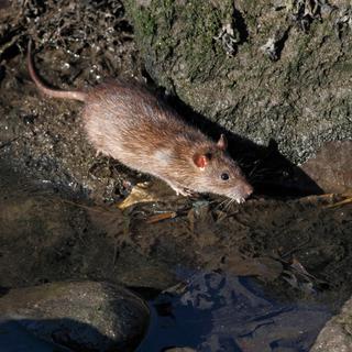 Les rats ont longtemps été accusés de la diffusion des parasites porteurs de l'épidémie de peste noire. [Depositphotos - zacariasdamata]