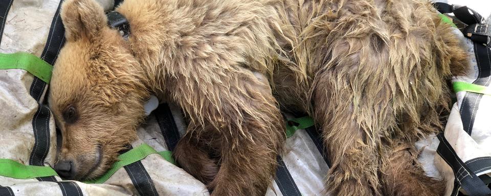 Un ours brun sous anesthésie.
Bastien Confino
RTS [Bastien Confino]