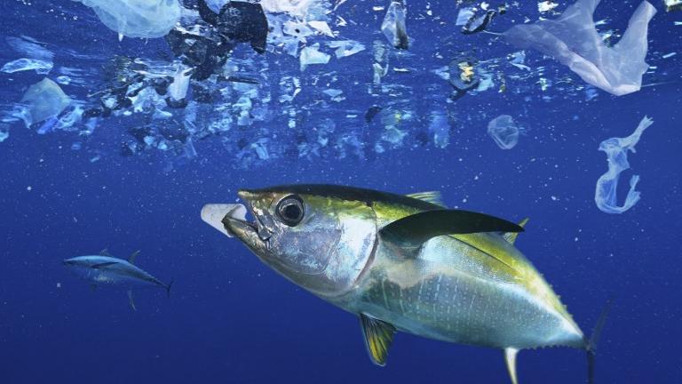 Le plastique se répand jusque dans les profondeurs des océans. [afp - Biosphoto / Paulo de Oliveira]