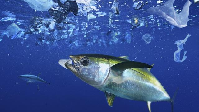 Le plastique se répand jusque dans les profondeurs des océans. [afp - Biosphoto / Paulo de Oliveira]