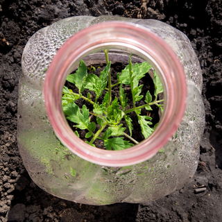 Exemple de semis de tomates dans une bouteille en PET. [Fotolia - VPales]