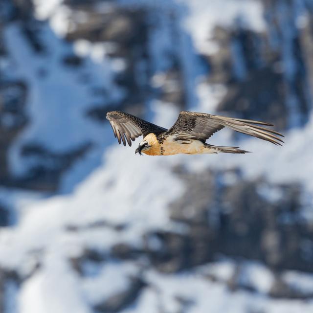 Un gypaète barbu en vol.
phalder
Depositphotos [phalder]