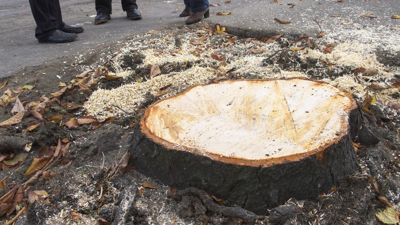 L'abattage de 34 arbres sur la plaine de Plainpalais avait déjà fait polémique à Genève en octobre 2016. [Keystone - Martial Trezzini]
