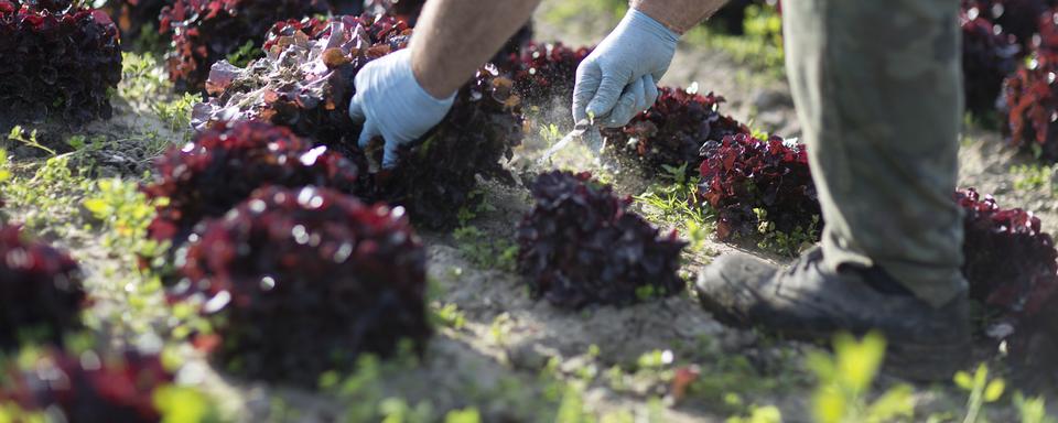 Un travailleur agricole récolte une salade bio. [Keystone - Gaetan Bally]