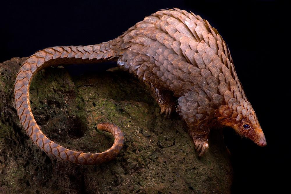 Le pangolin, l'animal le plus braconné au monde. [Biosphoto - Tree pangolin (Phataginus tricuspis). Matthijs Kuijpers / Biosphoto]