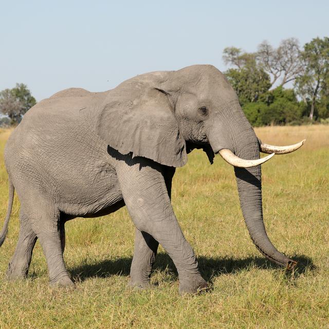 Le Botswana a levé mercredi l'interdiction de chasser l'éléphant sur son territoire, faisant valoir que la population des pachydermes avait augmenté et avait un effet négatif sur les revenus des agriculteurs. [Reuters - Mike Hutchings]