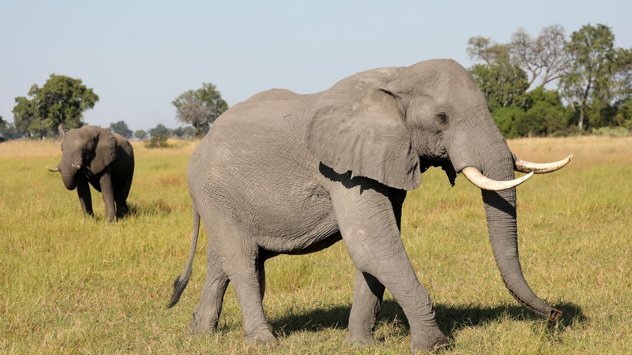 Le Botswana a levé mercredi l'interdiction de chasser l'éléphant sur son territoire, faisant valoir que la population des pachydermes avait augmenté et avait un effet négatif sur les revenus des agriculteurs. [Reuters - Mike Hutchings]