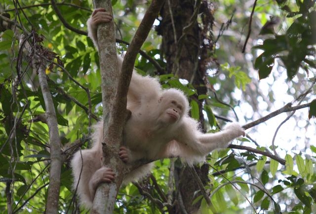 L'île de Bornéo est une sanctuaire pour la biodiversité. [KEYSTONE/EPA - Borneo Orangutan Survival Foundation]