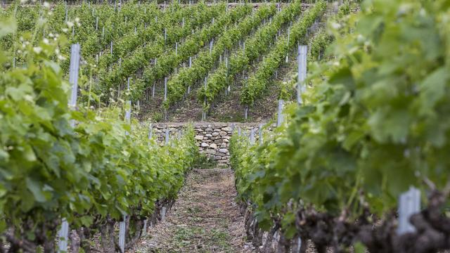 Des vignes en terrasse en Valais. [Keystone - Dominic Steinmann]