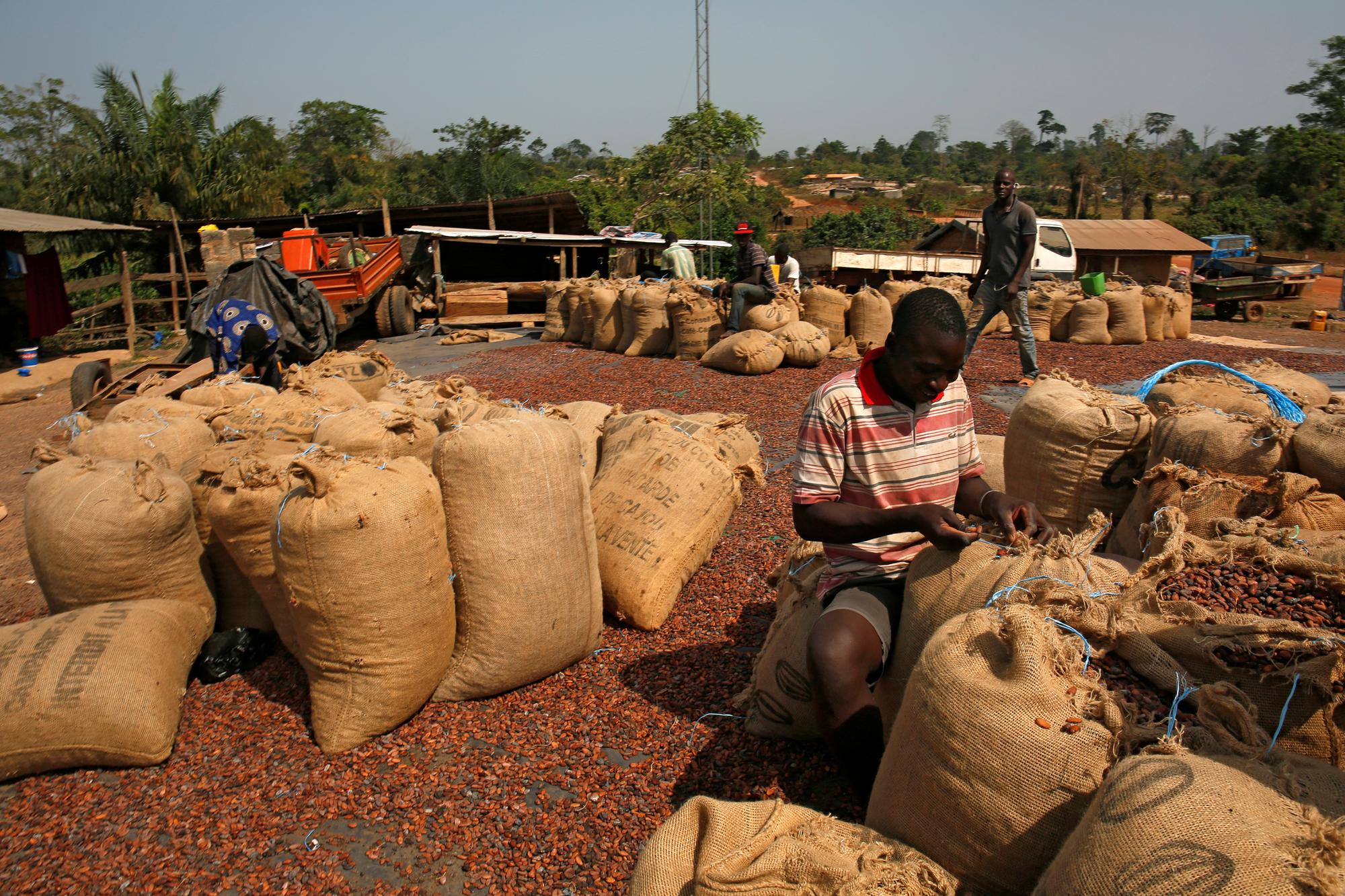 La culture du cacao est l'une des principales responsables du déboisement de masse en Côte d'Ivoire. [Reuters - Luc Gnago]