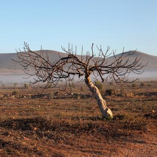 Un arbre mort dans le sud de l?Espagne. [AFP - Manuel Cohen]