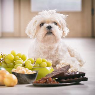 Un chien se tient devant une série d'aliments qui lui sont toxiques. [Depositphotos - Amaviael]