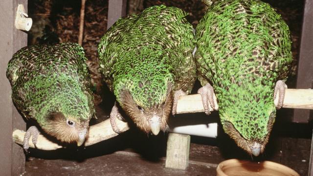 Trois kakapos photographiés en 2012 en Nouvelle-Zélande. [AFP PHOTO / New Zealand Department of Conservation / Don Merton]