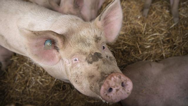 Les cris des cochons indiquent s'ils sont stressés, s'ils ressentent des douleurs ou souffrent de maladies. [Keystone - Melanie Duchene]