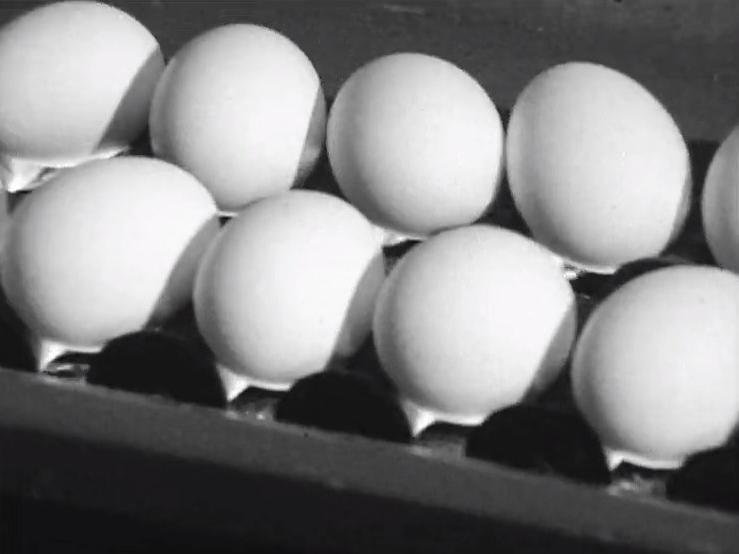 Les oeufs dan la chaîne de production industrielle, 1970. [RTS]