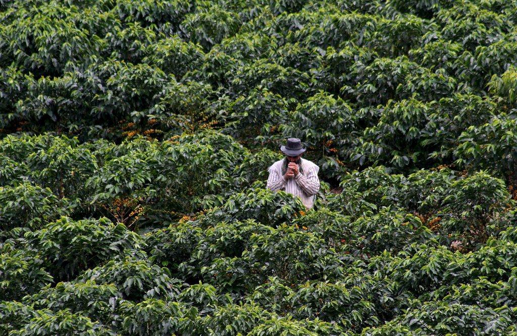 Une plantation de café arabica à Chinchina, en Colombie. Le pays produit 12% du café dans le monde. [epa - John Jairo Bonilla]