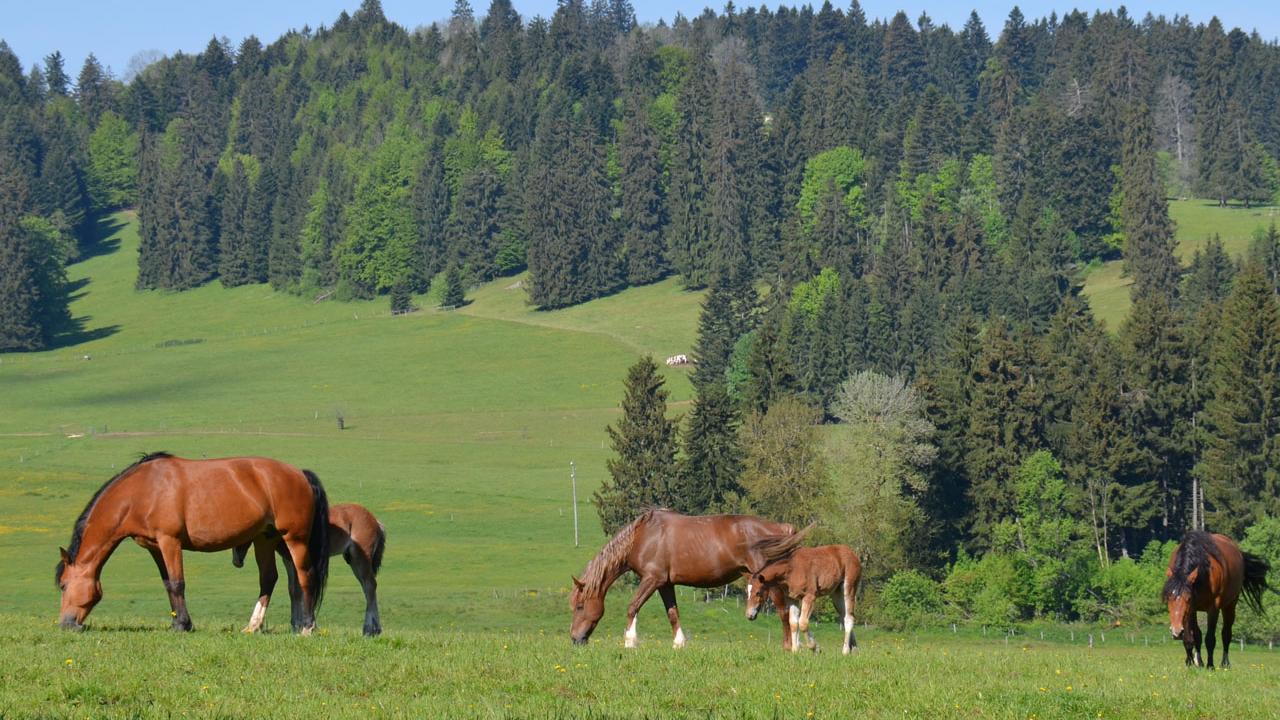 Une heure de cheval pour les touristes dans le Jura. [RTS - Gaël Klein]
