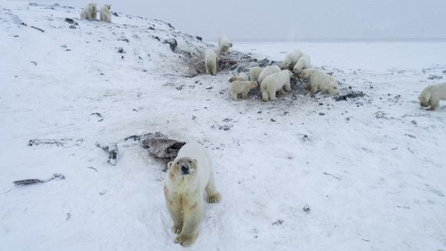 Ours blancs [World Wildlife Fund  / AFP - Maksim Dyominov]