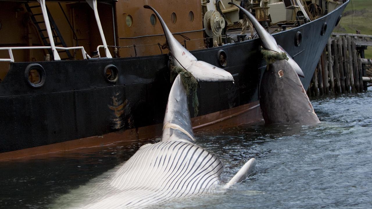 Des carcasses de baleines attachées à un bateau, le 19 juin 2009, dans les eaux islandaises. [Reuters - Ingolfur Juliusson]