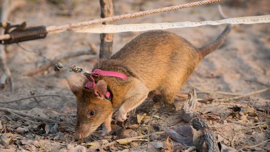 Un rat de Gambie, muni de son harnais, en plein travail de détection de mines antipersonnel. [Apopo - Claudio Montesano Casillas]