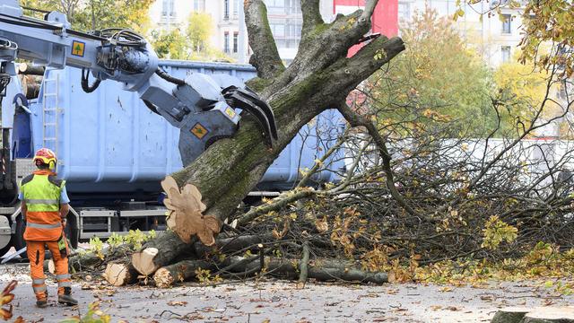 L'abattage de 34 arbres malades juges dangereux a debute, ce jeudi 27 octobre 2016 sur la plaine de Plainpalais a Geneve. L'operation, qui doit durer jusqu'a vendredi, a ete denoncee par des opposants et defenseurs des arbres. L'autorisation des travaux a ete delivree mercredi par le canton. Ils sont realises par une entreprise specialisee zurichoise. Des arbres qui representent un danger, on n'avait pas d'autres choix que de securiser l'espace public. Une poignee d'opposants a l'abattage des arbres ont ete signales sur les lieux. (KEYSTONE/Martial Trezzini) [Keystone - Martial Trezzini]