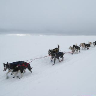 La Finnmarkslopet en Norvège, plus longue course de chiens de traîneaux d’Europe. [AFP/ Scanpix - Jorn Losvar]