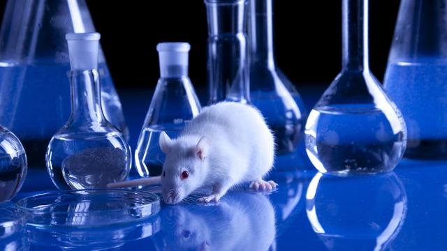 La souris est l'animal le plus utilisé dans l'expérimentation animale.
BrunoWeltmann
Depositphotos [Depositphotos - BrunoWeltmann]
