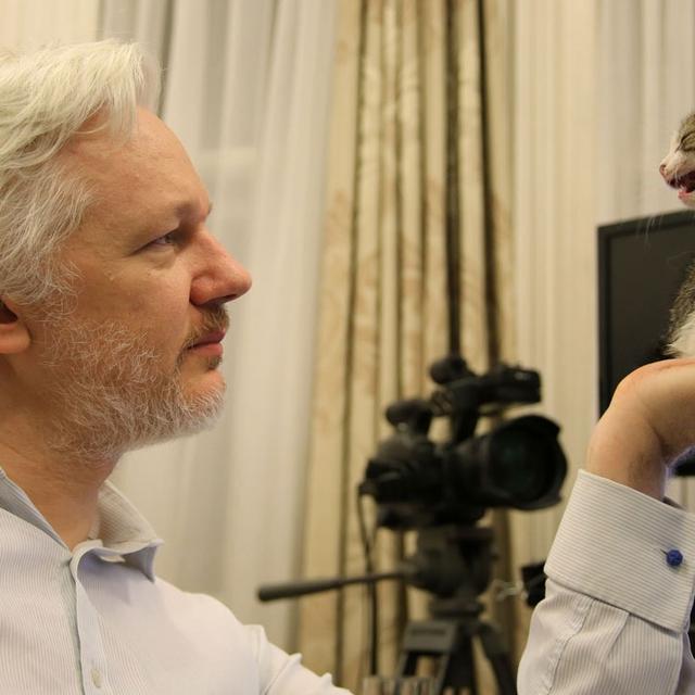 Photo non datée de Julian Assange à l'ambassade de l'Equateur à Londres où il était réfugié depuis 2012. Après avoir vécu réfugié dans cette ambassade durant huit ans, le fondateur de WikiLeaks est arrêté par la police britannique le 11 avril 2019. Les USA demandent son extradition. [KEYSTONE/Sunshine Press/Wikileaks via AP]