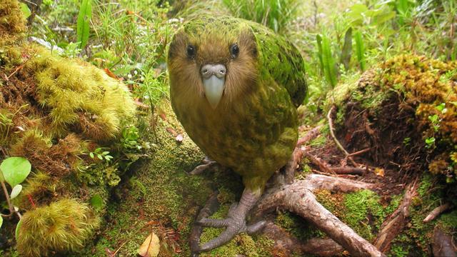 Le kakapo, le plus lourd des perroquets, et aussi le seul qui ne vole pas. [DOC - Shane McInnes]