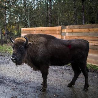 Un bison d'Europe arrivé dans la Forêt de Suchy le jeudi 7 novembre 2019.
Laurent Gillieron
Keystone [Laurent Gillieron]