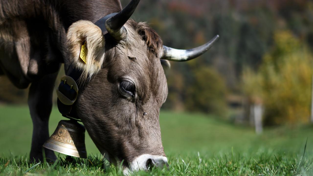 Dans les élevages, les vaches qui conservent leurs cornes sont rares [AFP - Fabrice Coffrini]