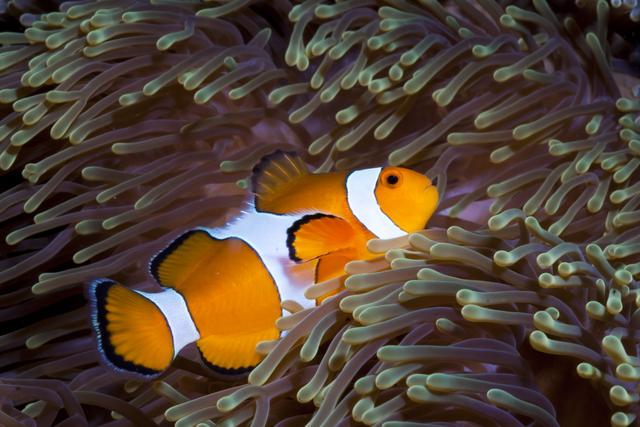 La Suisse a déposé une proposition sur le commerce des poissons d'ornement, comme ce poisson clown. [AFP - Andrew Stewart]