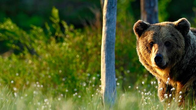 "L'ours brun, un modèle pour l’homme", un série de "CQFD" (RTS Un).
OndrejProsicky
Depositphotos [OndrejProsicky]