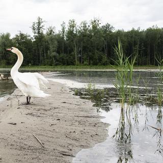 Plusieurs communes Vaudoises lancent un projet de renaturation des cours d'eau . [Keystone - Patrick Huerlimann]