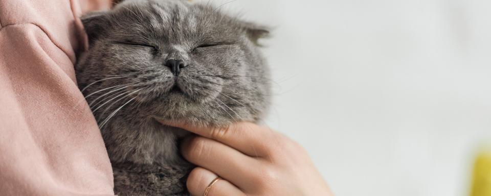 Comment se préparer au mieux à accueillir un chat à la maison [Depositphotos - ViktoriaSapata]