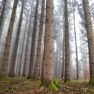 ABE: Forêts suisses, la gueule de bois? [RTS - Philippe Christin]