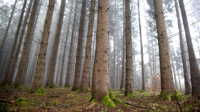 ABE: Forêts suisses, la gueule de bois? [RTS - Philippe Christin]