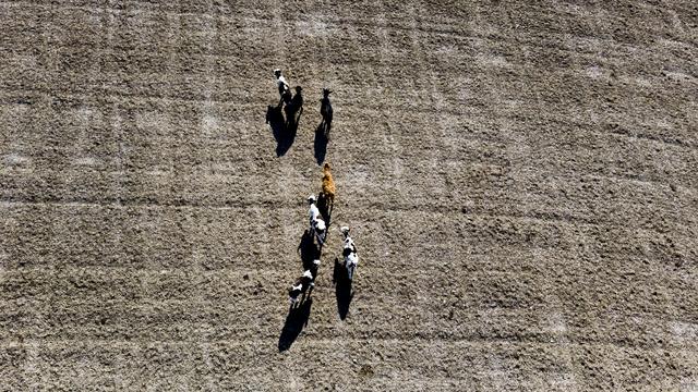 Des vaches cherchent de l'herbe dans un champ sec à Chavornay, en 2018. [Keystone - Jean-Christophe Bott]