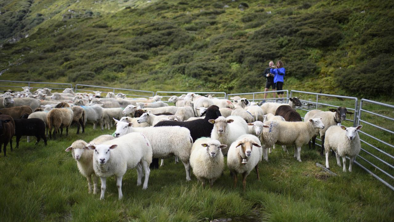 Le surcoût moyen pour la protection des moutons est de 18'000 francs par alpage et par année. [Keystone - Gian Ehrenzeller]