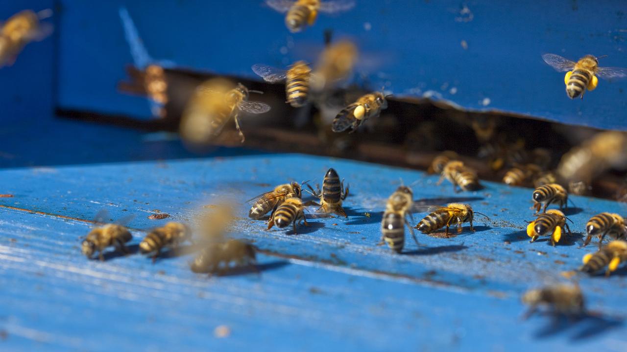 Des abeilles à l'entrée d'une ruche dans le canton de Bâle-Campagne. [Keystone - Martin Ruetschi]
