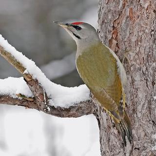 Un pic cendré. [vogelwarte.ch]