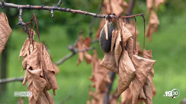 L'abricot est un fruit particulièrement sensible et donc difficile à cultiver en bio.