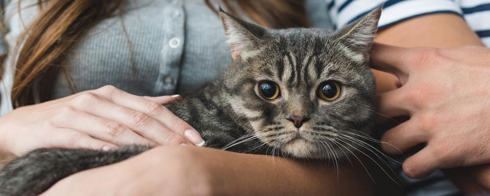 Le chat est là! [Depositphotos - AllaSerebrina]